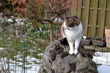 Mieze_0008.webp