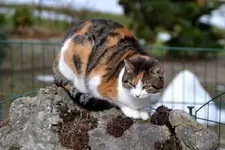 Mieze_0010.webp