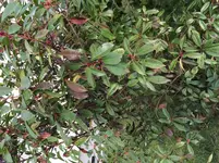 IMG_2397.jpg