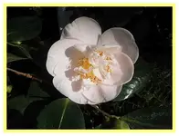 038.webp