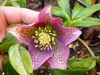 Helleborus Gepunktet.webp