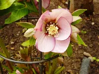 Helleborus Rosa.webp