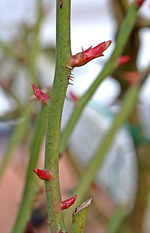 erste Triebe3_makro_500.webp