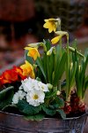 Frühling_rot_gelb_weiss_grün_makro3_600.JPG