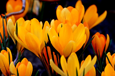 Krokuss_gelb_orange_makro3_low key_900.webp