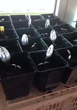 Tomatenkeimlinge.webp