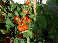 Tomaten1 (2).webp