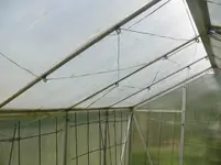Tomaten Rankgerüst.webp