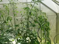 Tomate3.webp
