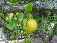 IMG_4736v.webp