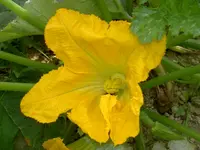 Zucchini v.webp