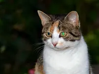 Mieze_0005.webp