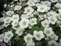 Bild 7232.webp