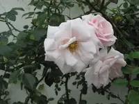 Bild 792.webp