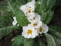 Bild 7152.webp