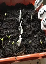 Tomaten 2.webp