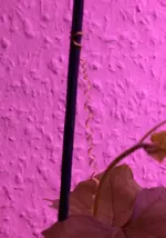 Luffa2.webp