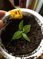 Aji.webp