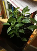Bonsai-Chili.webp