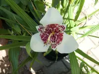 CIMG6603.webp