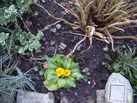 100_1668.webp