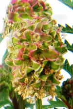 DSCN7077.webp