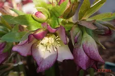 DSC00051.webp