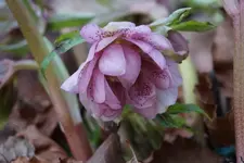 DSC00062.webp