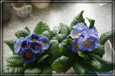 comp_DSC02683.webp
