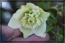comp_DSC02750.webp