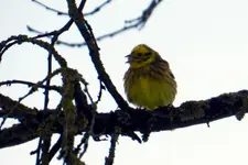 DSCN7355.webp