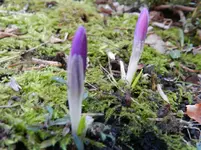 Krokus_0007.webp