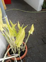 DSCN1107.webp