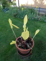 DSCN1087.webp