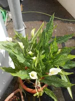 DSCN1159.webp