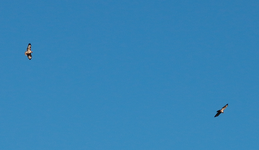zwei Bussarde_900.webp