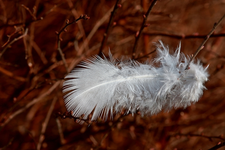 Feder_weiss_einzeln_detail_makro_640.webp