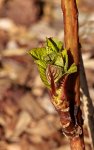 Hortensie_Trieb_braun_grün_detail_makro_640.JPG