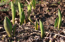 Tulpen_Triebe_braun_grün_makro_640.webp