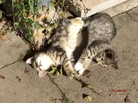 T_Kätzchen_mein_Pfötchen__2014_mr.ditschy.webp