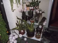 DSCF1401.webp