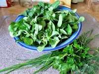 Feldsalat (14).webp