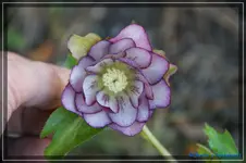 comp_DSC02759.webp