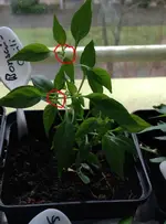 Bonsai Chili 3.webp