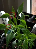 Bonsai Chili.webp