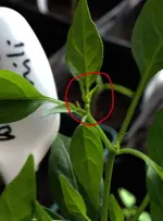 Bonsai-chili1.webp
