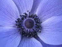 Blau-ist-die-Hoffnung-a24240265.webp