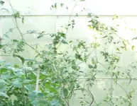 Tomatendschungel 3.webp