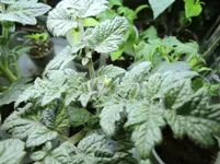 DSCN4334.2.webp