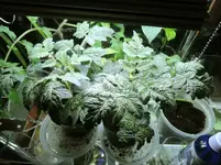 DSCN4342.2.webp